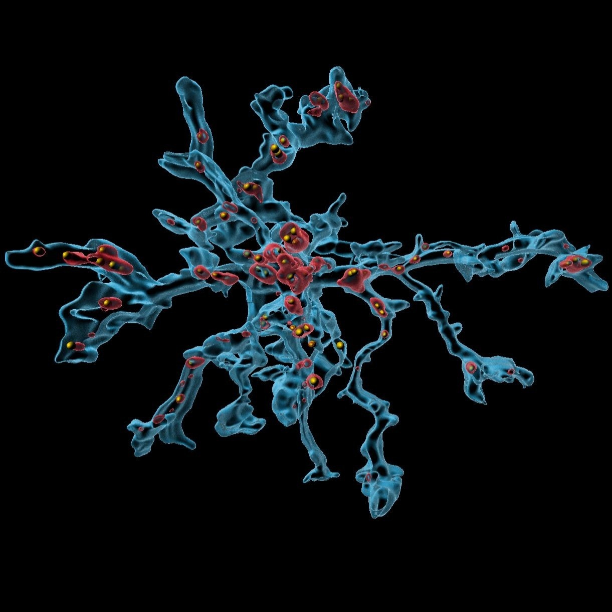 Neuroscience microscopy background